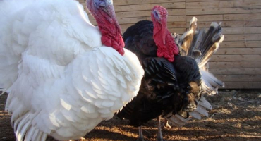 Jak vykrmit krůty na maso na soukromém dvorku